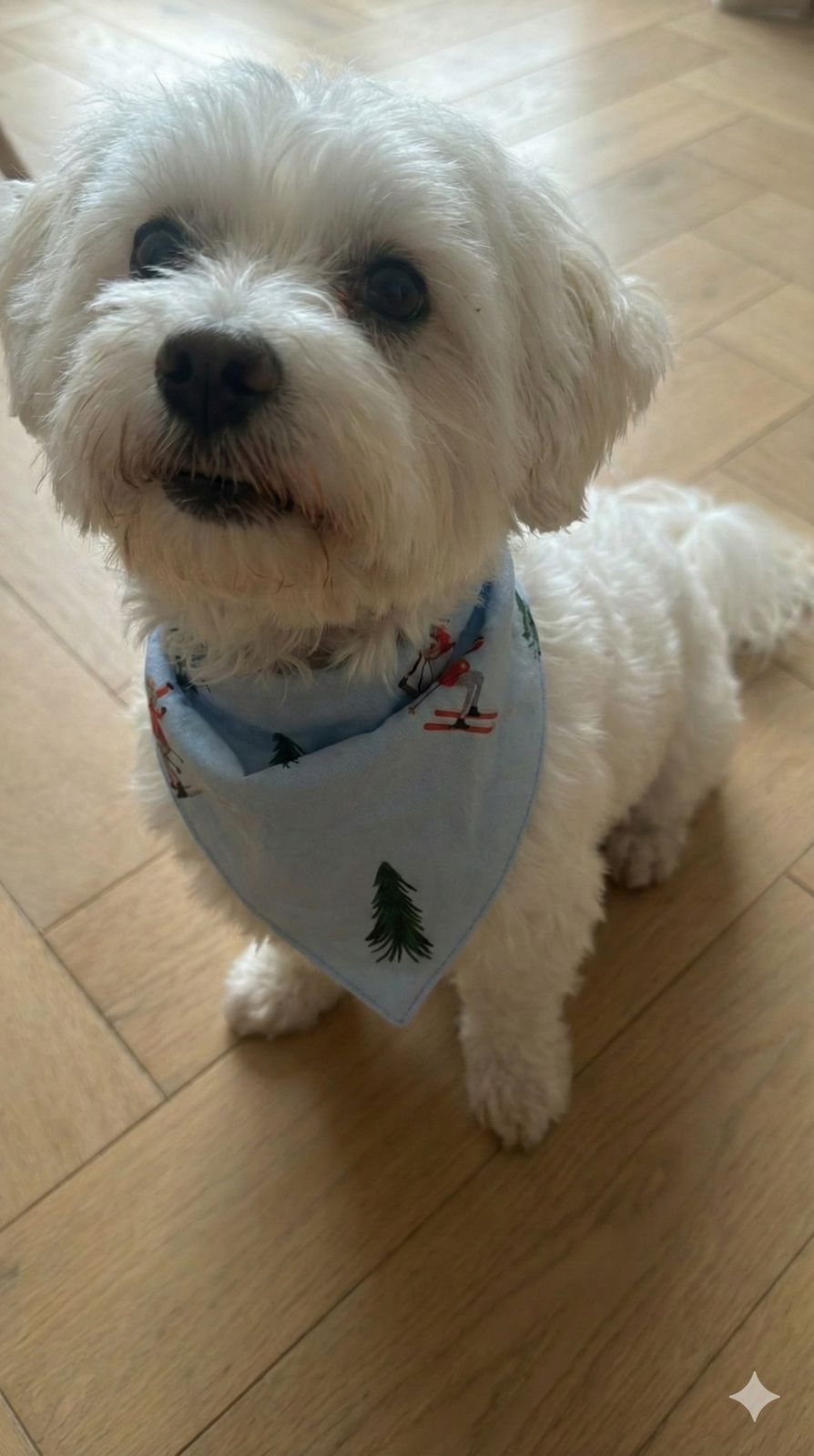 Dog Bandana Frosty Friends - Reset Loungewear