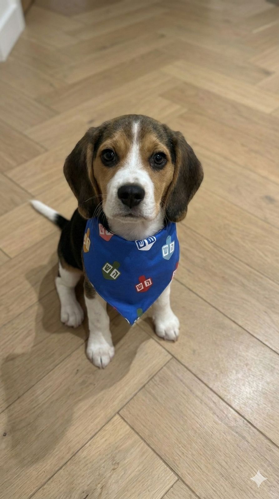 Dog Bandana Hanukkah - Reset Loungewear